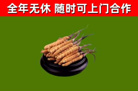 交口县回收散虫草