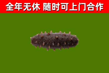 交口县回收海参干